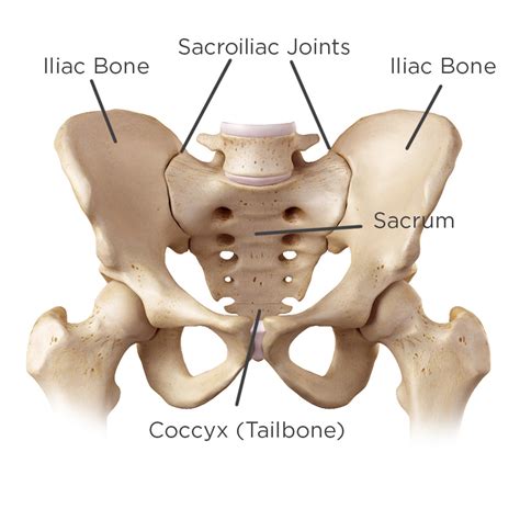 sacroiliac joint picture diagram